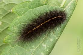 Attēlu rezultāti vaicājumam “Spilosoma lubricipeda”