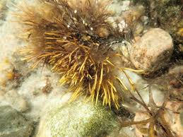 Attēlu rezultāti vaicājumam “Furcellaria lumbricalis”