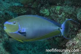 Image result for Naso hexacanthus