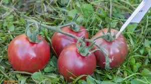 Afbeeldingsresultaat voor earl faux tomato