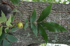 Attēlu rezultāti vaicājumam “Carya”