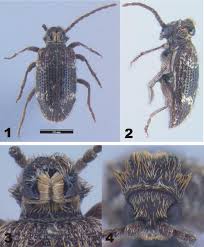 Attēlu rezultāti vaicājumam “Ptinus sp. male”