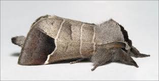 Attēlu rezultāti vaicājumam “Clostera curtula”