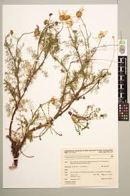 Attēlu rezultāti vaicājumam “Tripleurospermum inodorum”