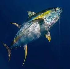 Image result for Thunnus albacares