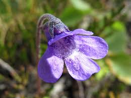 Attēlu rezultāti vaicājumam “Pinguicula vulgaris”
