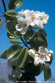 Attēlu rezultāti vaicājumam “Pyrus pyraster leaf”