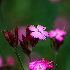 Image result for Dianthus carthusianorum