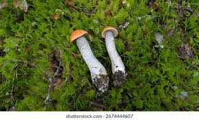 Attēlu rezultāti vaicājumam “Leccinum versipelle”