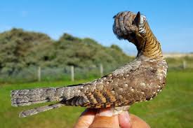 Attēlu rezultāti vaicājumam “Jynx torquilla adult”