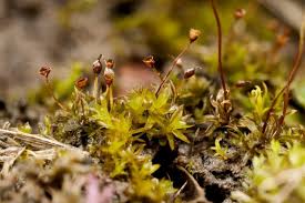 Attēlu rezultāti vaicājumam “Tortula truncata”