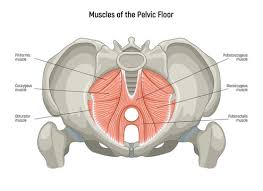 Attēlu rezultāti vaicājumam “Cribraria piriformis”