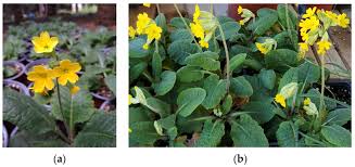 Attēlu rezultāti vaicājumam “Primula veris”