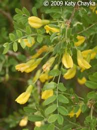 Attēlu rezultāti vaicājumam “Caragana arborescens flower”