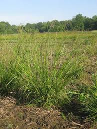 Attēlu rezultāti vaicājumam “Glyceria striata fruit”