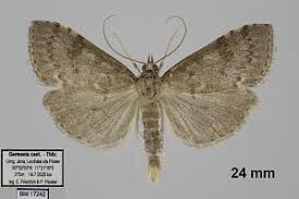 Attēlu rezultāti vaicājumam “Udea prunalis”