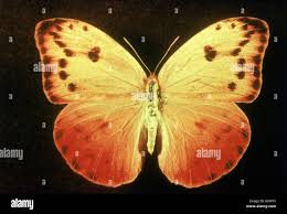 Image result for Papilionoidea