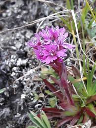 Attēlu rezultāti vaicājumam “Trichia alpina sessile”