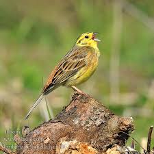 Attēlu rezultāti vaicājumam “Emberiza citrinella”