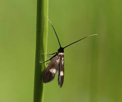 Attēlu rezultāti vaicājumam “Adelidae”