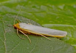 Attēlu rezultāti vaicājumam “Comatricha ellae stalked”