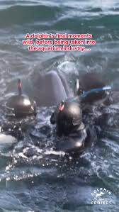 Image result for japan dolphin slaughter