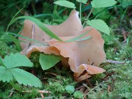 Attēlu rezultāti vaicājumam “Tremiscus helvelloides”