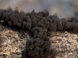 Attēlu rezultāti vaicājumam “Comatricha alta”