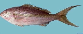 Image result for Rhomboplites aurorubens