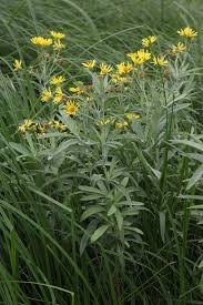 Attēlu rezultāti vaicājumam “Jacobaea paludosa”