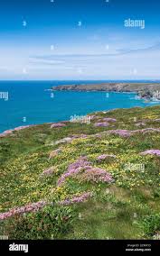 Attēlu rezultāti vaicājumam “Anthyllis maritima flower”