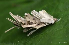 Attēlu rezultāti vaicājumam “Canephora hirsuta”