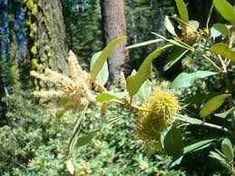 Attēlu rezultāti vaicājumam “Ophiotheca chrysosperma sessile”