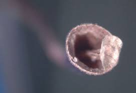 Attēlu rezultāti vaicājumam “Schistidium apocarpum sporophyte”