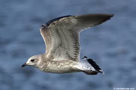 Attēlu rezultāti vaicājumam “Larus canus”