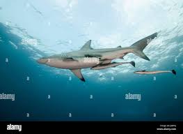 Image result for Carcharhinus limbatus