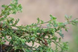 Attēlu rezultāti vaicājumam “Enteridium liceoides young”