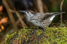 Attēlu rezultāti vaicājumam “Nucifraga caryocatactes”