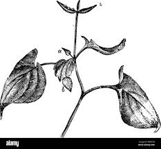 Attēlu rezultāti vaicājumam “Viola canina fruit”