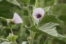 Image result for Althaea officinalis