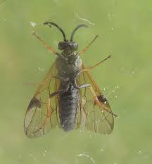 Attēlu rezultāti vaicājumam “Arge ustulata”