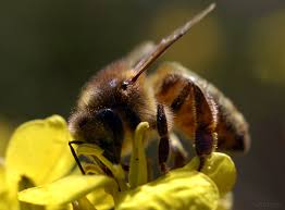 dans ABEILLES