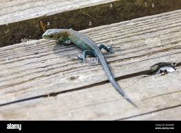 Attēlu rezultāti vaicājumam “Lacerta vivipara juvenile”