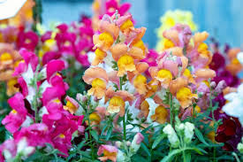 Attēlu rezultāti vaicājumam “Antirrhinum majus flower”