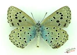 Attēlu rezultāti vaicājumam “Phengaris arion upperside”