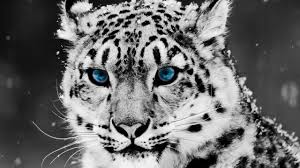 Image result for kernel panic snow leopard