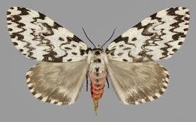 Attēlu rezultāti vaicājumam “Lymantria monacha imago”