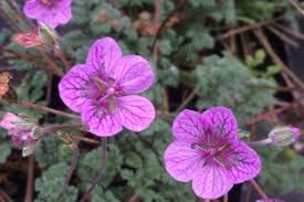 Attēlu rezultāti vaicājumam “Geraniaceae”