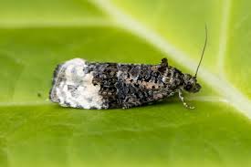 Attēlu rezultāti vaicājumam “Ortholepis betulae”