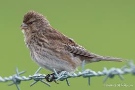 Image result for twite photo